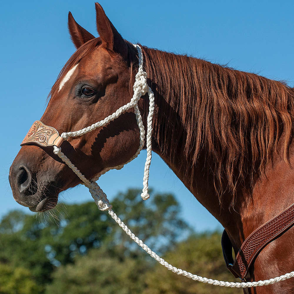 Cashel Floral Bronc Noseband Halter.