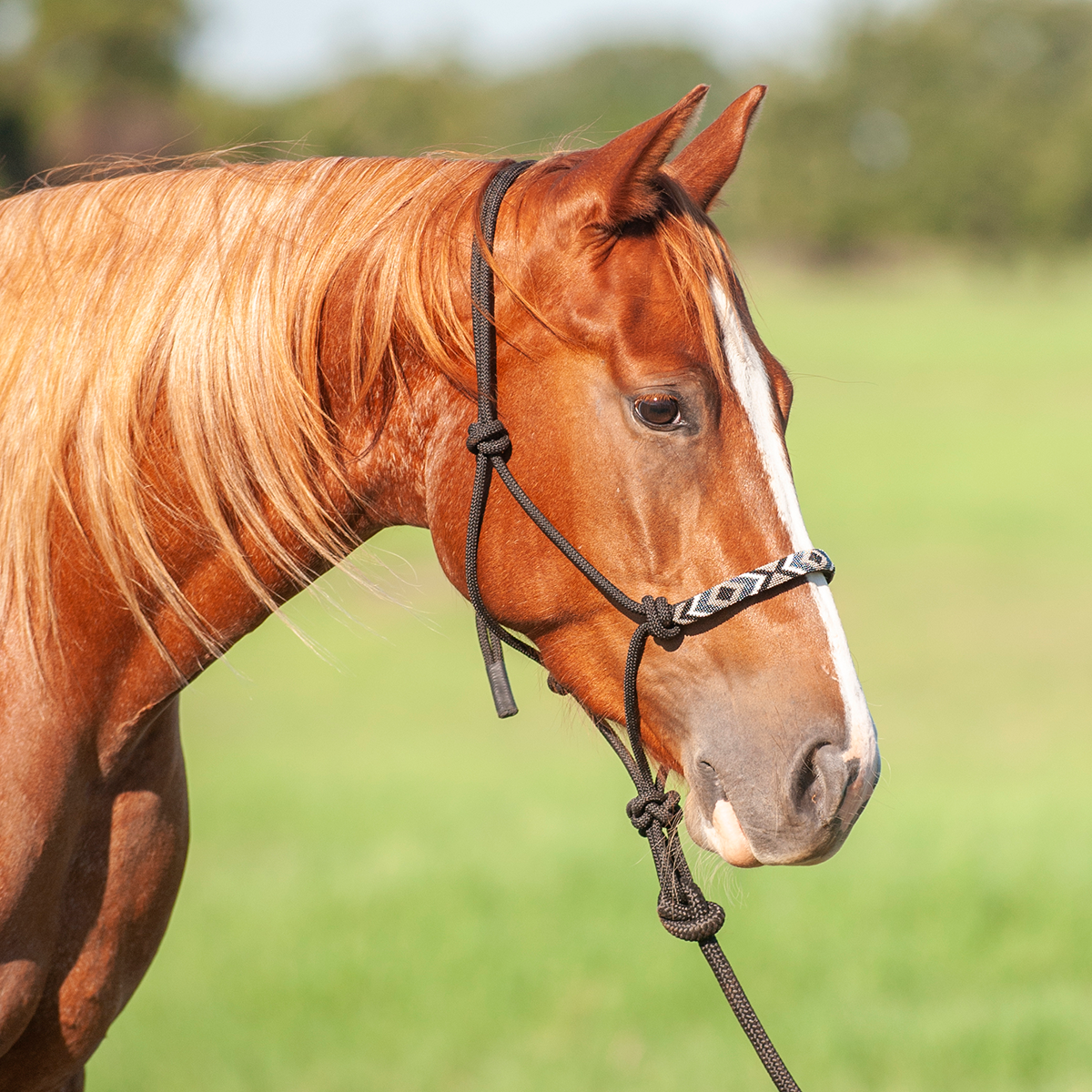 Rope Halter w Beaded Noseband