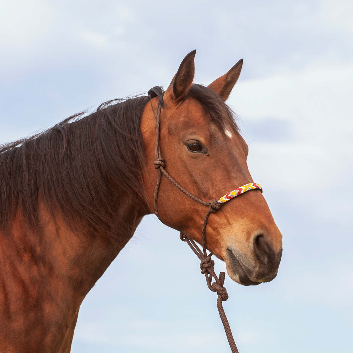 Rope Halter w Beaded Noseband