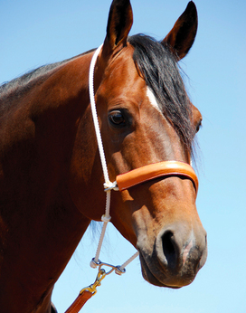 Martin Leather Noseband Headsetter.